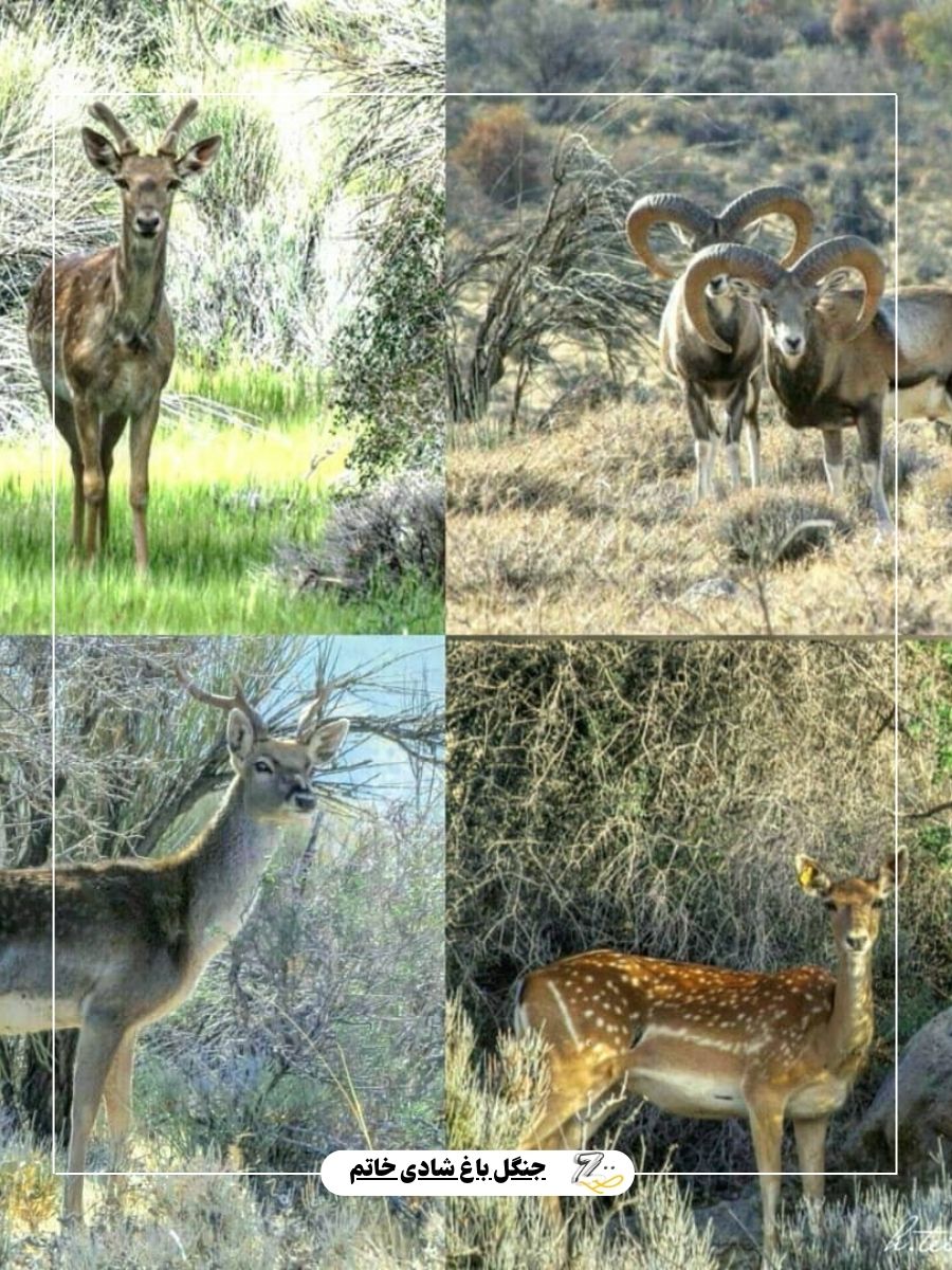 توضیحات