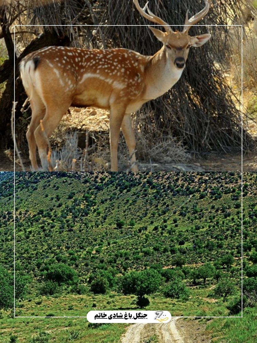 جزییات