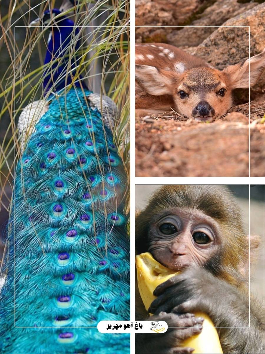 جزئیات مسیر